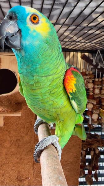 14-month-old blue-fronted amazon parrot for sale 14-month-old blue-fronted amazon parrot for sale