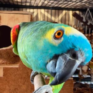 14-month-old blue-fronted amazon parrot for sale