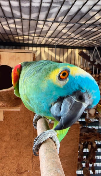14-month-old blue-fronted amazon parrot for sale 14-month-old blue-fronted amazon parrot for sale