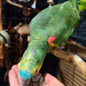 14-month-old blue-fronted amazon parrot for sale