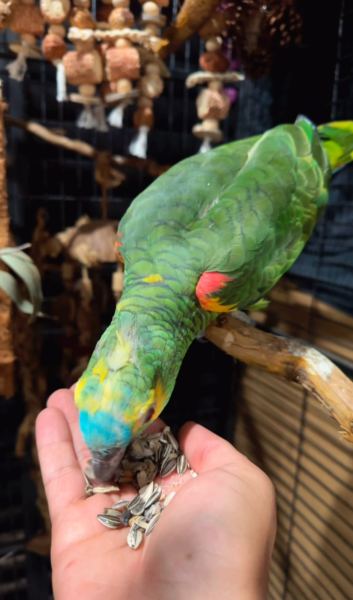 14-month-old blue-fronted amazon parrot for sale 14-month-old blue-fronted amazon parrot for sale