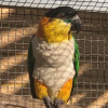 Buy Caique parrot – 16 months old