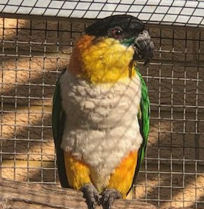 Buy Caique parrot – 16 months old