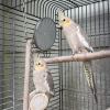 Hand-raised pair of cockatiels — 18 months old