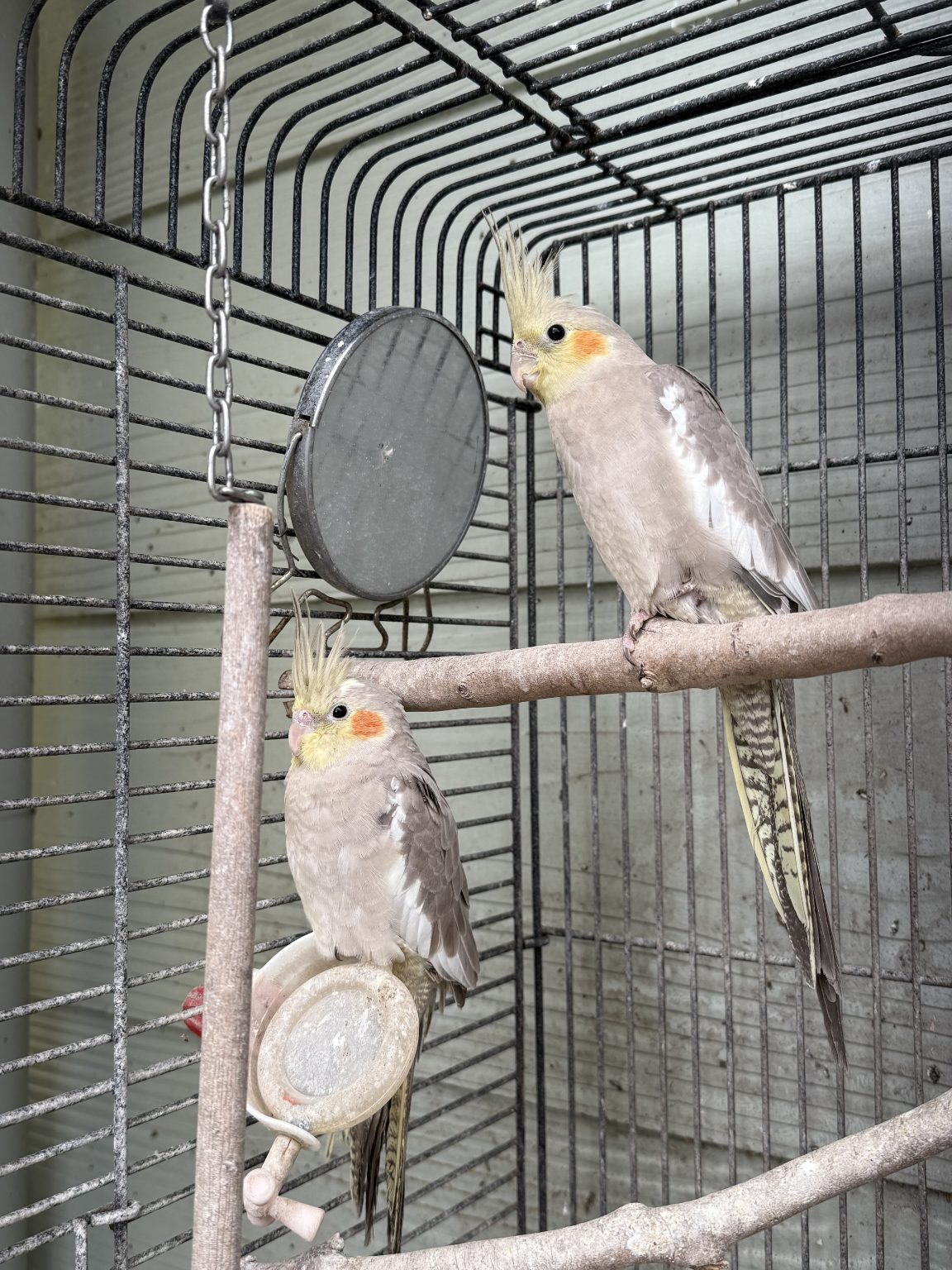 Hand-raised pair of cockatiels — 18 months old Hand-raised pair of cockatiels — 18 months old