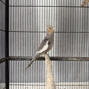 Hand-raised pair of cockatiels — 18 months old