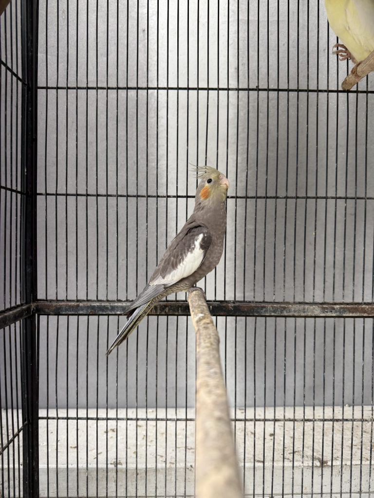Hand-raised pair of cockatiels — 18 months old Hand-raised pair of cockatiels — 18 months old