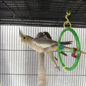 Hand-raised pair of cockatiels — 18 months old