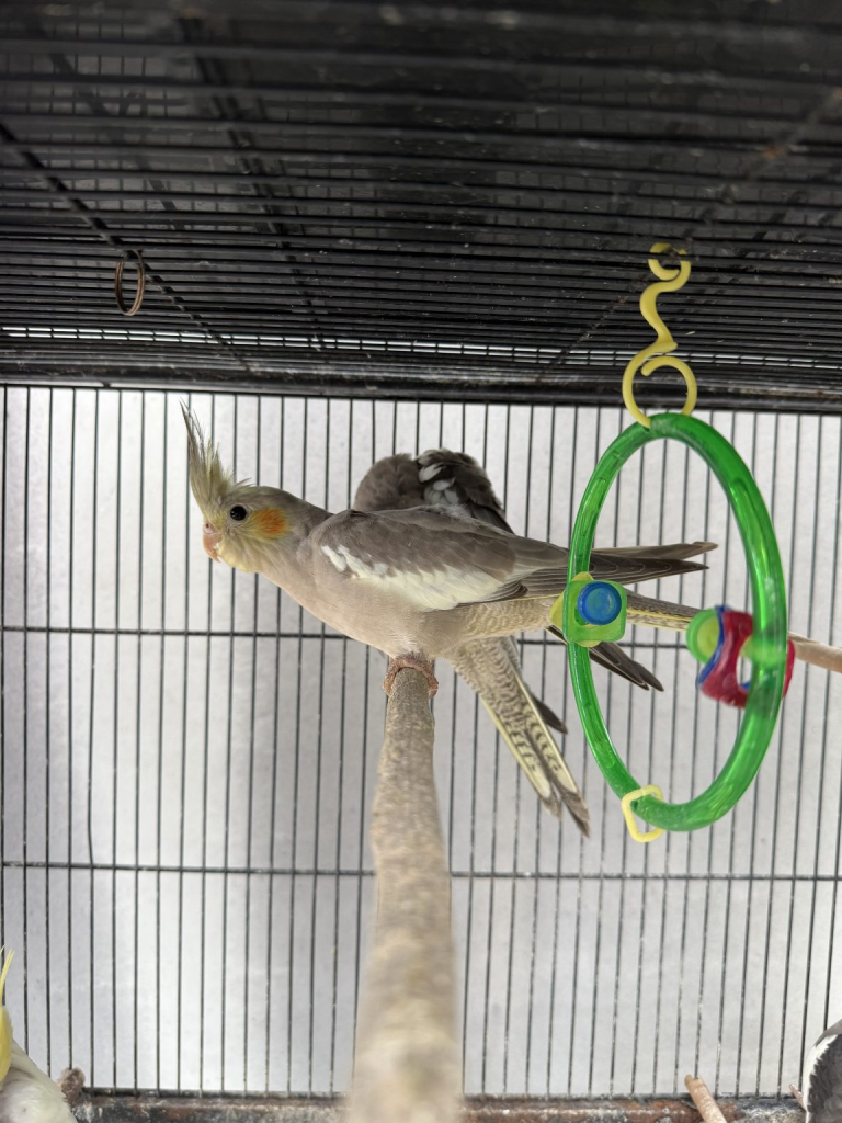 Hand-raised pair of cockatiels — 18 months old Hand-raised pair of cockatiels — 18 months old