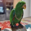 female eclectus parrot for sale