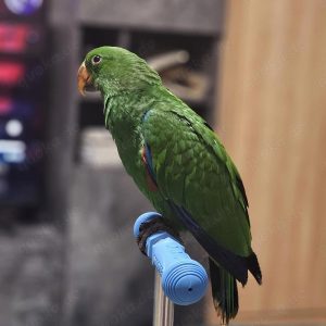 female eclectus parrot for sale
