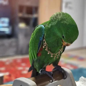 female eclectus parrot for sale