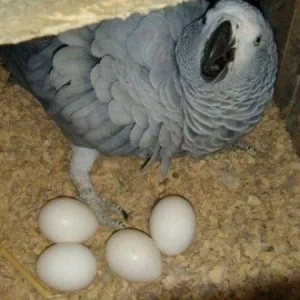 Fertilized parrot eggs for sale