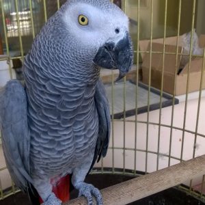 Grey parrot, 1 year old – female