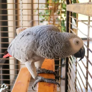 Grey parrot, 1 year old – female