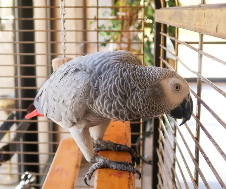 Grey parrot, 1 year old – female Grey parrot, 1 year old – female
