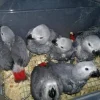 African Grey parrot babies for sale, 6 weeks old