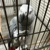 Grey parrot for sale, 1.5 years old - female