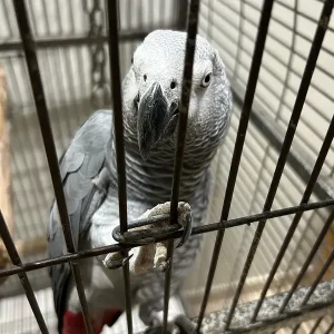 Grey parrot for sale, 1.5 years old - female