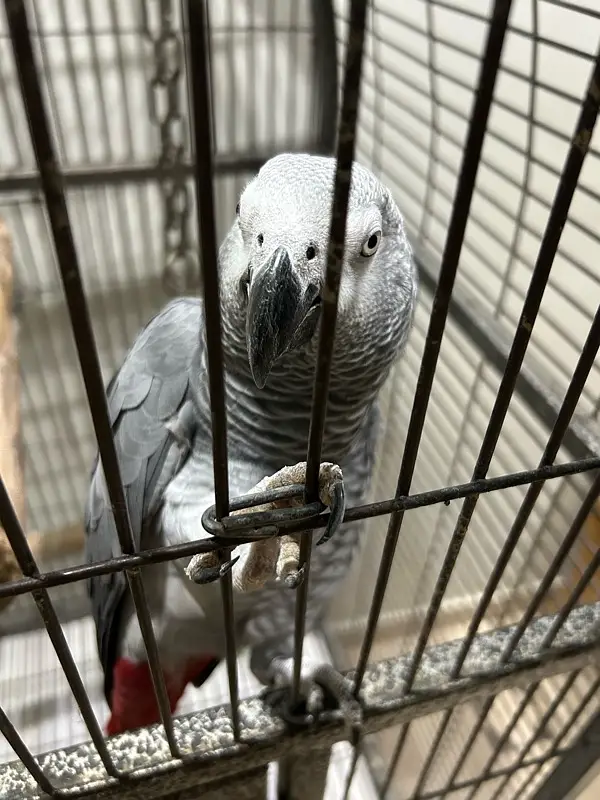 Grey parrot for sale, 1.5 years old - female Grey parrot for sale, 1.5 years old - female