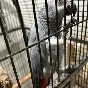 Grey parrot for sale, 1.5 years old - female Grey parrot for sale, 1.5 years old - female