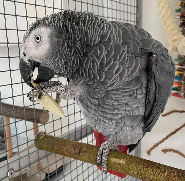 At Exotic Pets Supply USA, we proudly offer a 2-year-old African Grey Parrot — one of the most intelligent and beloved companion birds in the world. Known for their incredible talking ability and calm temperament, African Greys are often referred to as the “Einstein of parrots.” This young adult Grey Parrot has been hand-raised and gently socialized since early age, ensuring a friendly and confident personality. At 2 years old, your bird is entering its prime learning and bonding stage — ready to form a strong, lifelong relationship with its new owner. Our African Grey has been: DNA sexed and fully vet-checked Accustomed to human interaction and household environments Trained for gentle handling and basic commands Fed a premium diet of fruits, vegetables, pellets, and nuts African Grey Parrots are renowned for their extraordinary mimicry skills — they can learn hundreds of words, sounds, and phrases with proper training. Highly intelligent and emotionally sensitive, they thrive in homes where they receive plenty of attention, mental stimulation, and affection. Each parrot we raise comes with: Health certificate and DNA documentation Transition diet and care guide Lifetime customer support With a lifespan of up to 50–60 years, your African Grey will be a lifelong companion — full of humor, love, and intelligence. Bring home your 2-year-old African Grey Parrot today and experience the joy of owning one of the world’s most brilliant and affectionate talking birds — raised with expert care at Exotic Pets Supply USA. At Exotic Pets Supply USA, we proudly offer a 2-year-old African Grey Parrot — one of the most intelligent and beloved companion birds in the world. Known for their incredible talking ability and calm temperament, African Greys are often referred to as the “Einstein of parrots.” This young adult Grey Parrot has been hand-raised and gently socialized since early age, ensuring a friendly and confident personality. At 2 years old, your bird is entering its prime learning and bonding stage — ready to form a strong, lifelong relationship with its new owner. Our African Grey has been: DNA sexed and fully vet-checked Accustomed to human interaction and household environments Trained for gentle handling and basic commands Fed a premium diet of fruits, vegetables, pellets, and nuts African Grey Parrots are renowned for their extraordinary mimicry skills — they can learn hundreds of words, sounds, and phrases with proper training. Highly intelligent and emotionally sensitive, they thrive in homes where they receive plenty of attention, mental stimulation, and affection. Each parrot we raise comes with: Health certificate and DNA documentation Transition diet and care guide Lifetime customer support With a lifespan of up to 50–60 years, your African Grey will be a lifelong companion — full of humor, love, and intelligence. Bring home your 2-year-old African Grey Parrot today and experience the joy of owning one of the world’s most brilliant and affectionate talking birds — raised with expert care at Exotic Pets Supply USA.