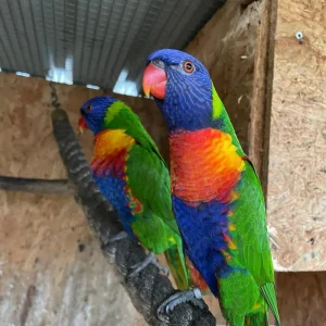 Mountain lorikeet pair for sale, 9 months old