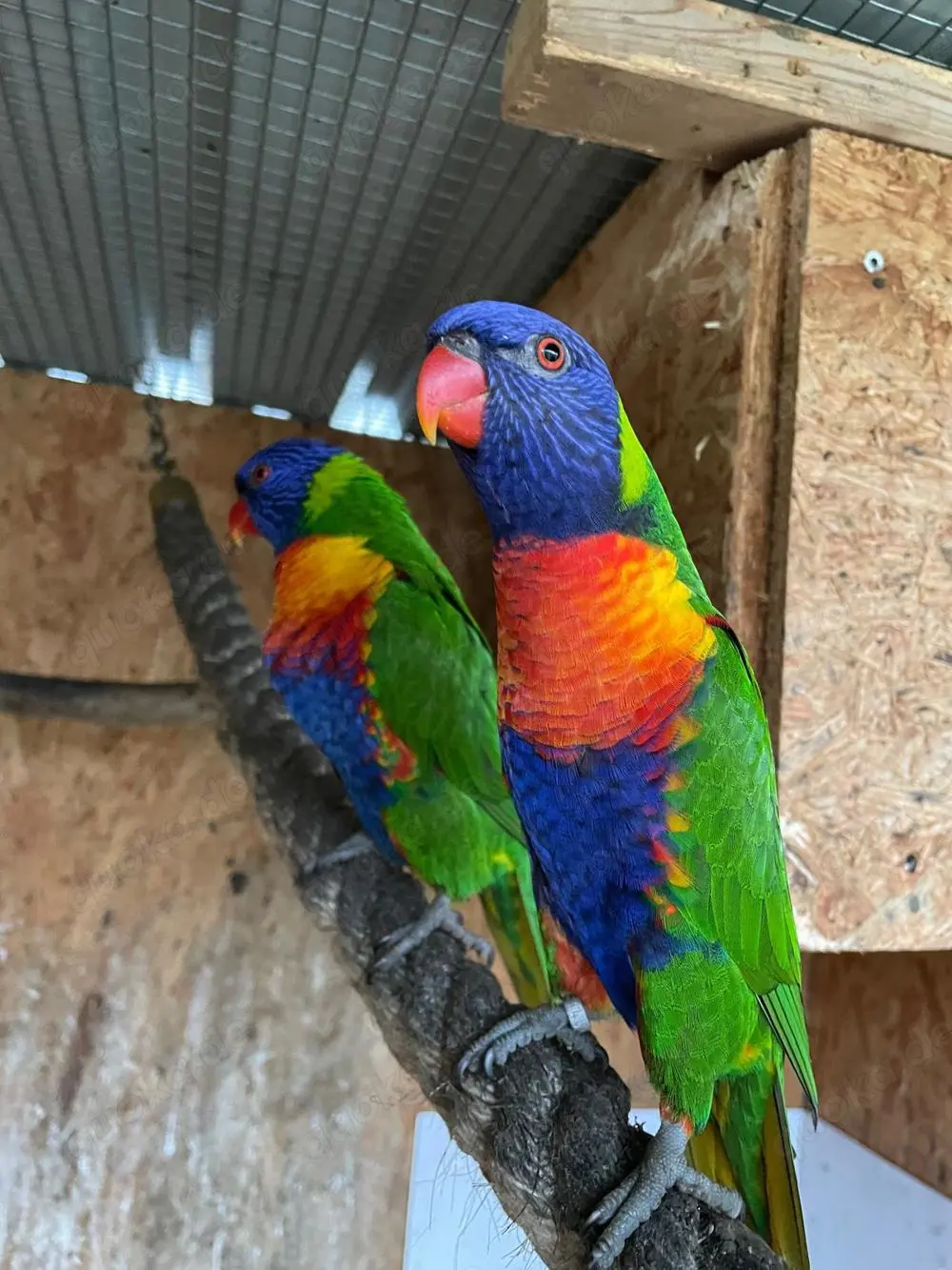 Mountain lorikeet pair for sale, 9 months old Mountain lorikeet pair for sale, 9 months old