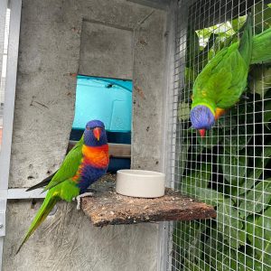Mountain lorikeet pair for sale, 9 months old