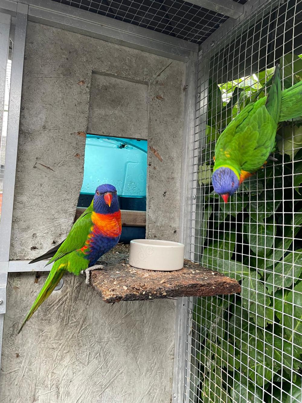 Mountain lorikeet pair for sale, 9 months old Mountain lorikeet pair for sale, 9 months old