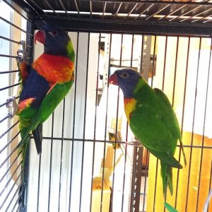Rainbow lorikeets for sale, 10-month-old pair