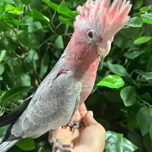 10-month-old Inca cockatoo for sale