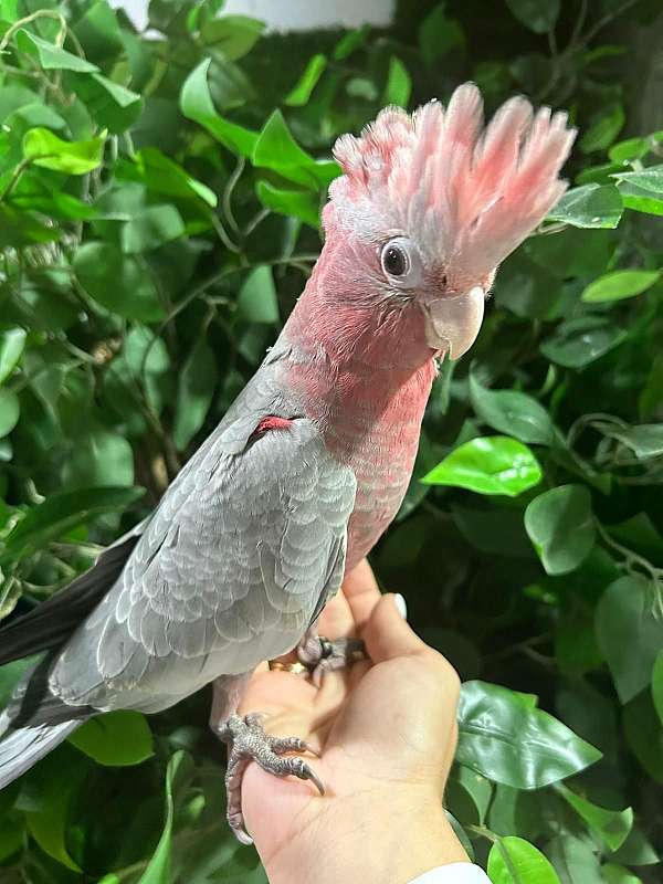 10-month-old Inca cockatoo for sale 10-month-old Inca cockatoo for sale