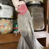 10-month-old Inca cockatoo for sale