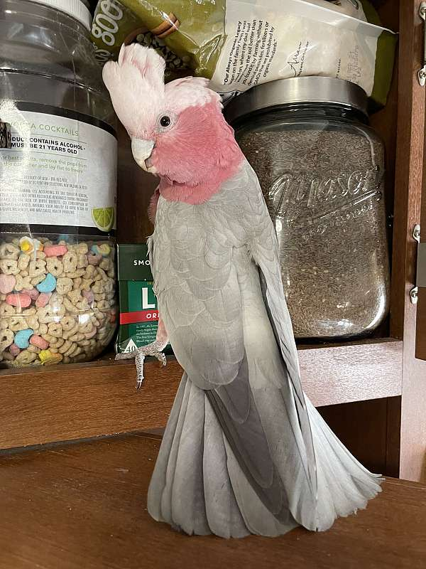 10-month-old Inca cockatoo for sale 10-month-old Inca cockatoo for sale
