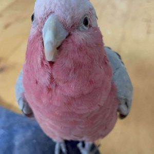 Hand-raised galah — 10 months old