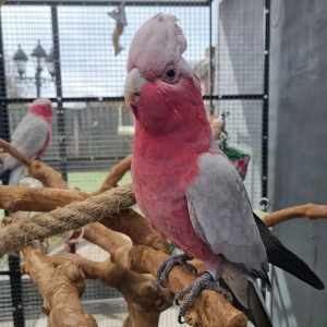 Rose-breasted cockatoo for sale — 1 year old