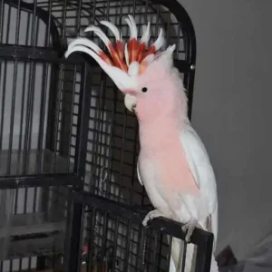 Inca cockatoo for sale, 1 year old – Female