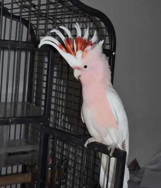 Inca cockatoo for sale, 1 year old – Female Inca cockatoo for sale, 1 year old – Female
