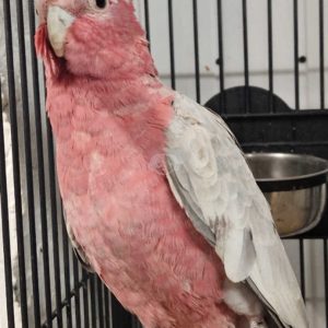 Rose-breasted cockatoo for sale, 7 months old – male