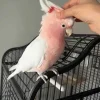 Inca cockatoo for sale, 1 year old – Female