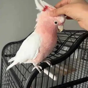 Inca cockatoo for sale, 1 year old – Female