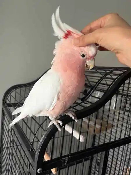 Inca cockatoo for sale, 1 year old – Female Inca cockatoo for sale, 1 year old – Female