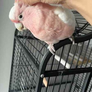Inca cockatoo for sale, 1 year old – Female