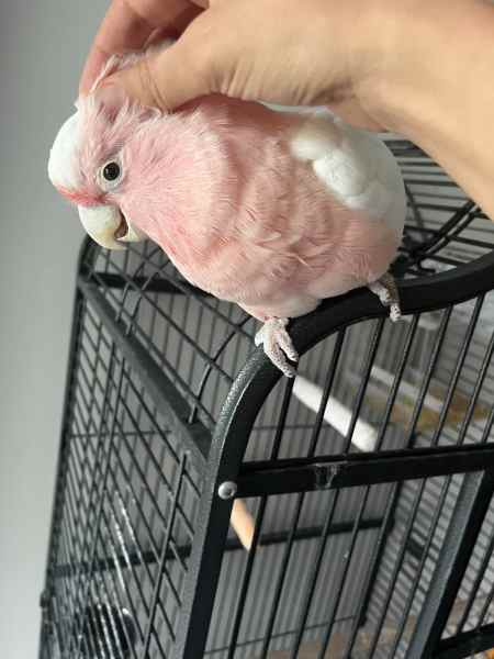 Inca cockatoo for sale, 1 year old – Female Inca cockatoo for sale, 1 year old – Female