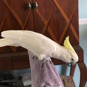 Yellow-crested cockatoo for sale – 11 months old
