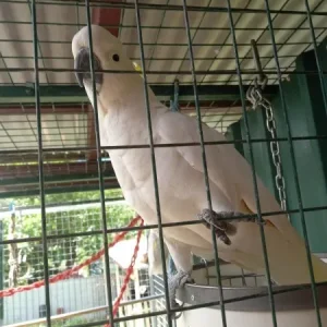 Sulphur-crested Cockatoo, 11 months old