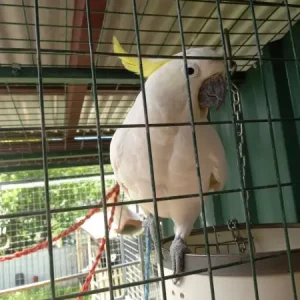 Sulphur-crested Cockatoo, 11 months old