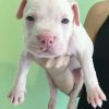 American Bully Puppies — 10 Weeks Old