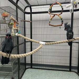 Black Palm Cockatoo